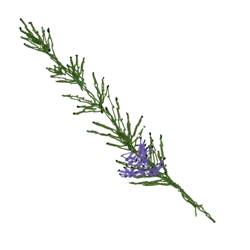 Herbs & Spices sample 4